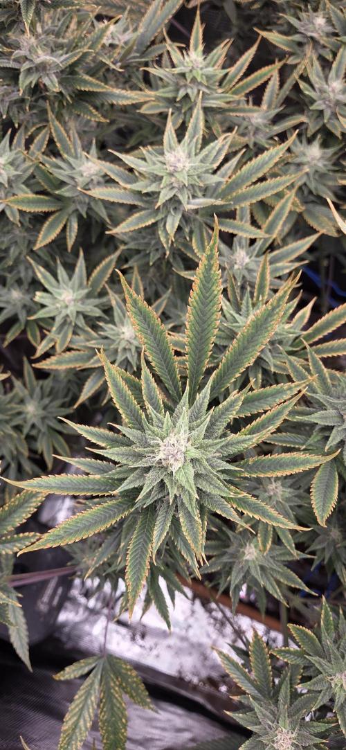 1 Lemon orange VS 1 Purple Lemonade. Week 15