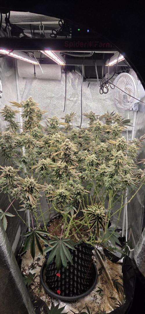 1 Lemon orange VS 1 Purple Lemonade. Week 16