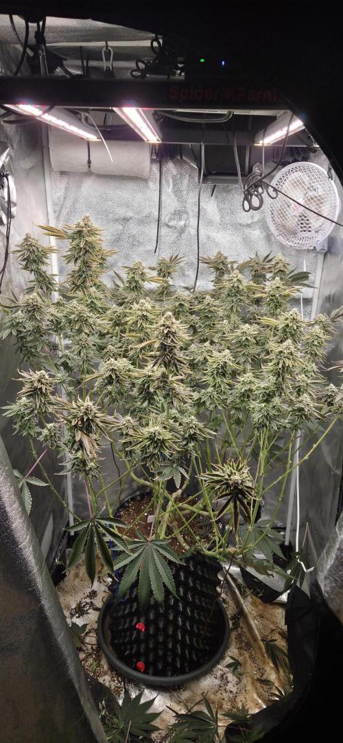 1 Lemon orange VS 1 Purple Lemonade. Week 16