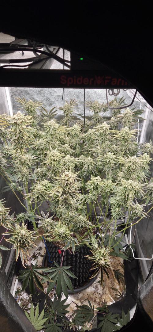 1 Lemon orange VS 1 Purple Lemonade. Week 16