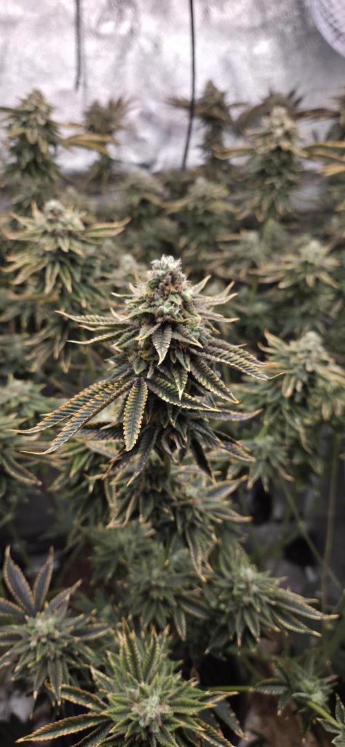 1 Lemon orange VS 1 Purple Lemonade. Week 16