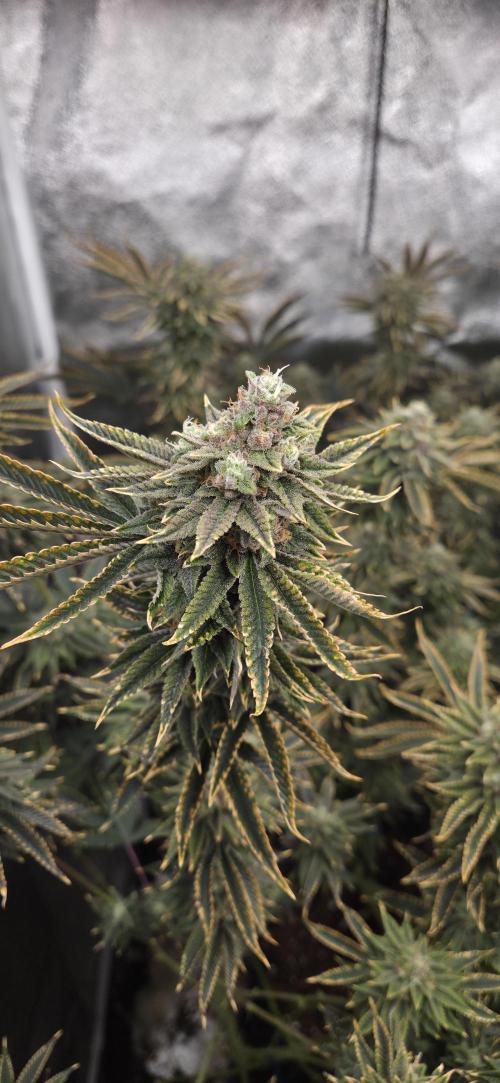 1 Lemon orange VS 1 Purple Lemonade. Week 16