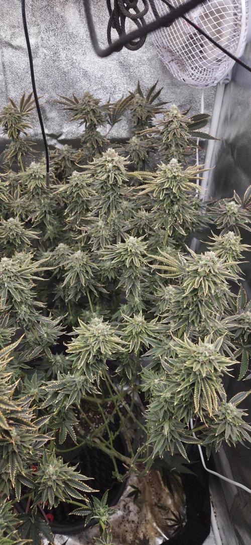 1 Lemon orange VS 1 Purple Lemonade. Week 16