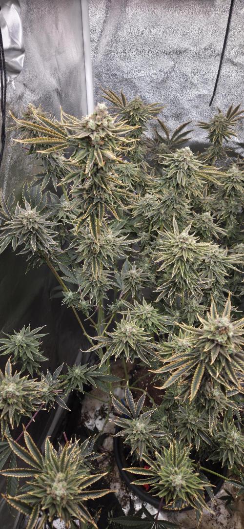 1 Lemon orange VS 1 Purple Lemonade. Week 16