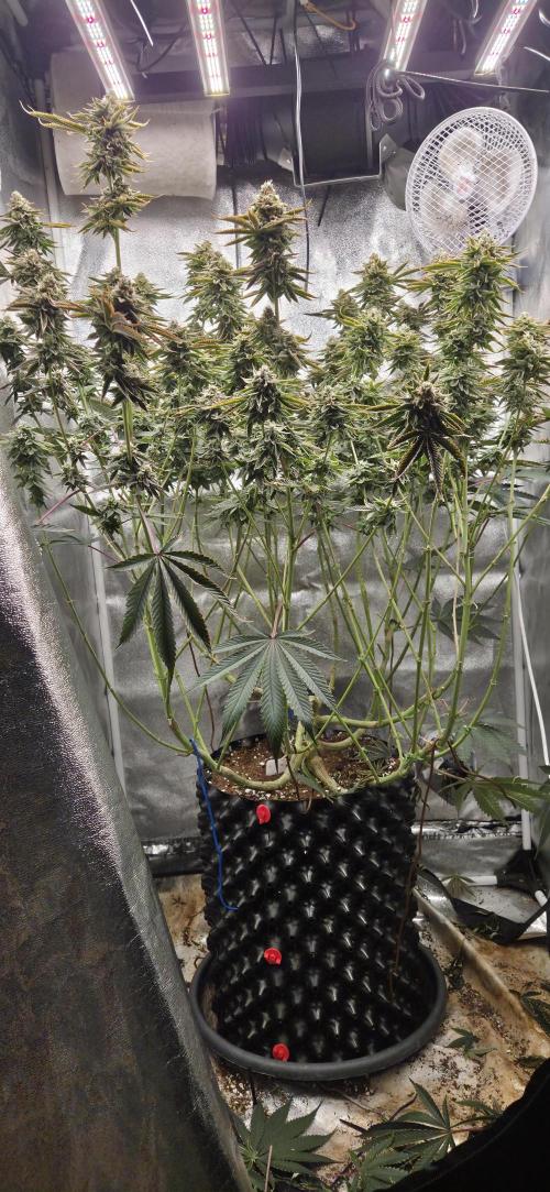 1 Lemon orange VS 1 Purple Lemonade. Week 16