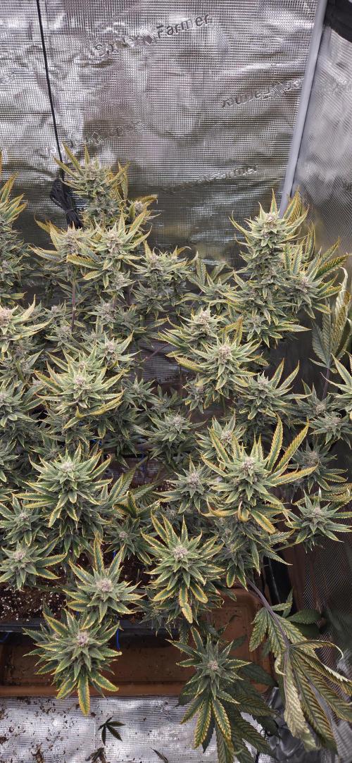 1 Lemon orange VS 1 Purple Lemonade. Week 16