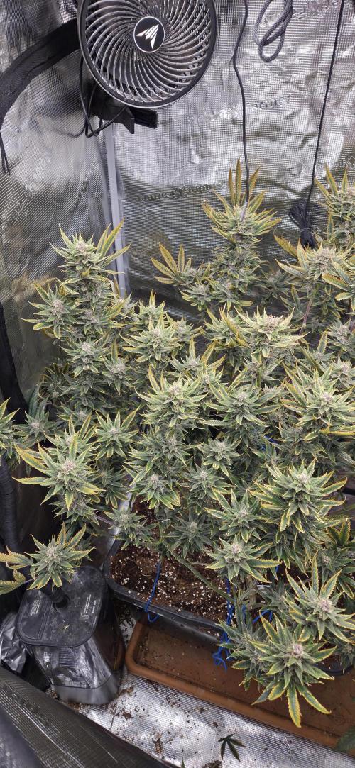 1 Lemon orange VS 1 Purple Lemonade. Week 16