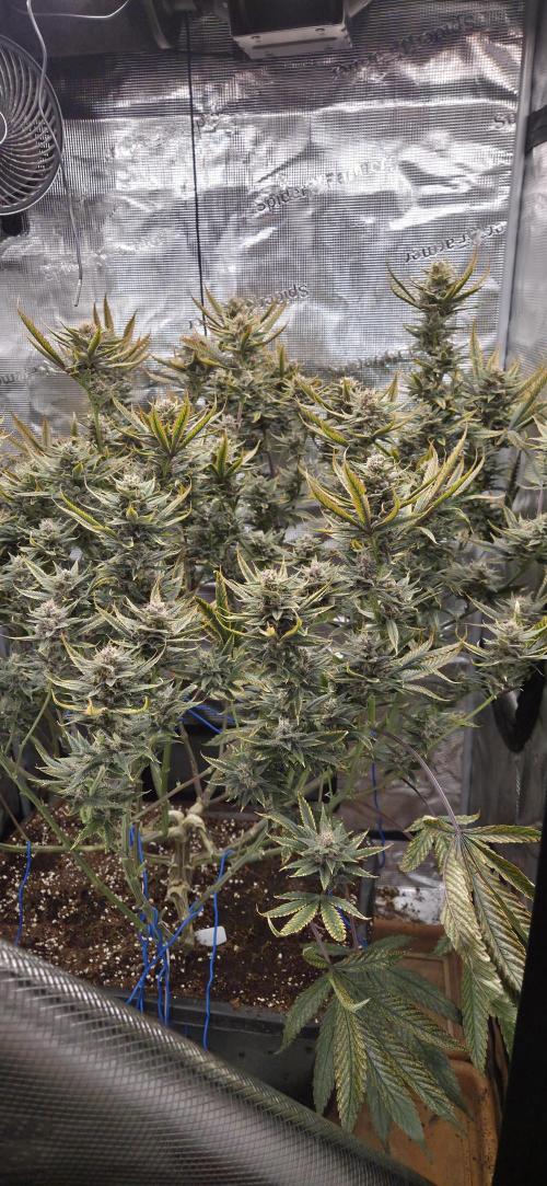 1 Lemon orange VS 1 Purple Lemonade. Week 16