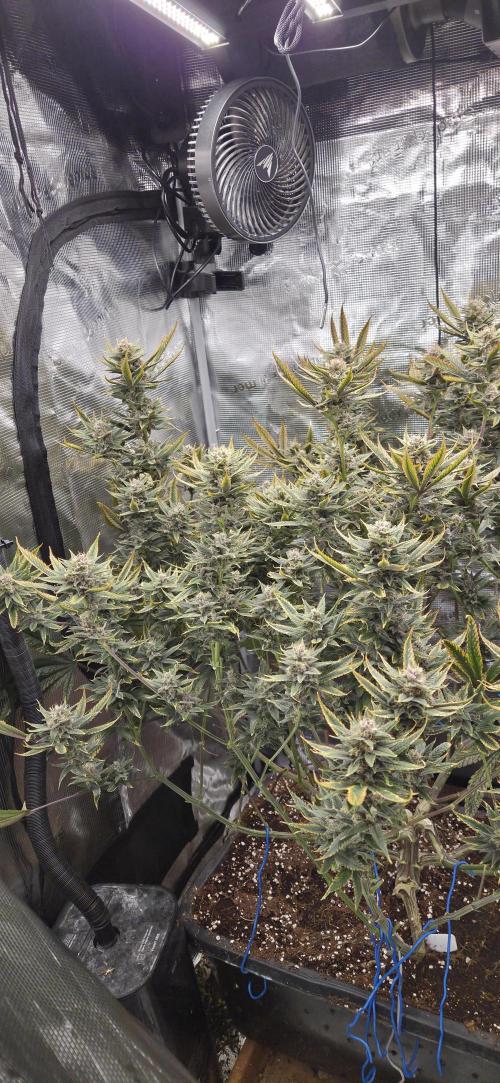 1 Lemon orange VS 1 Purple Lemonade. Week 16