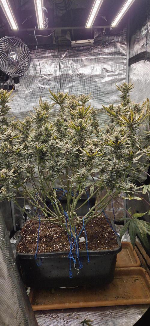 1 Lemon orange VS 1 Purple Lemonade. Week 16