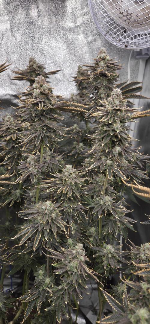 1 Lemon orange VS 1 Purple Lemonade. Week 17