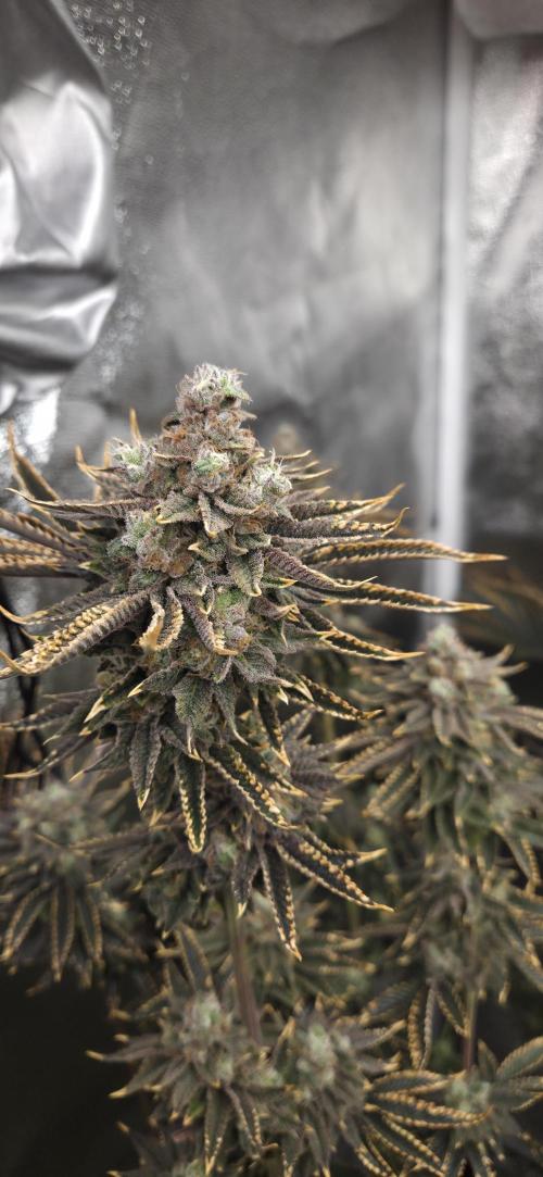 1 Lemon orange VS 1 Purple Lemonade. Week 17