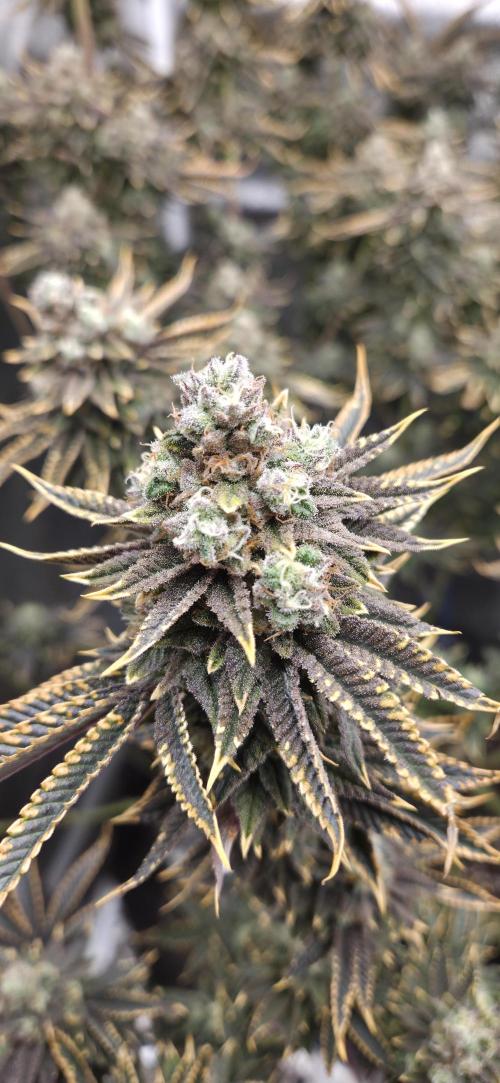 1 Lemon orange VS 1 Purple Lemonade. Week 17