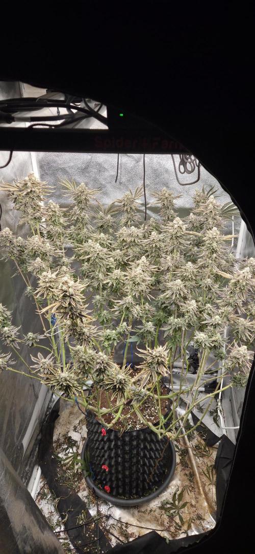 1 Lemon orange VS 1 Purple Lemonade. Week 17