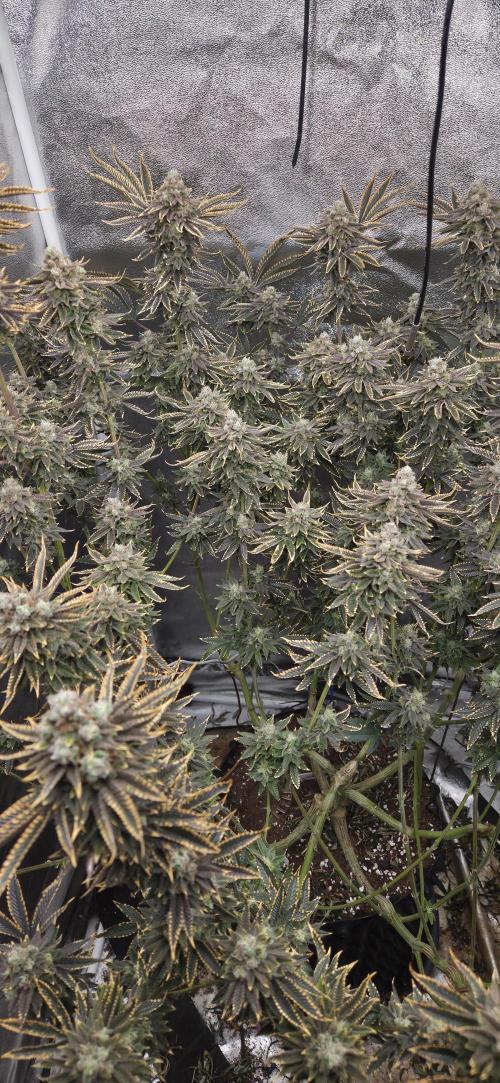 1 Lemon orange VS 1 Purple Lemonade. Week 17