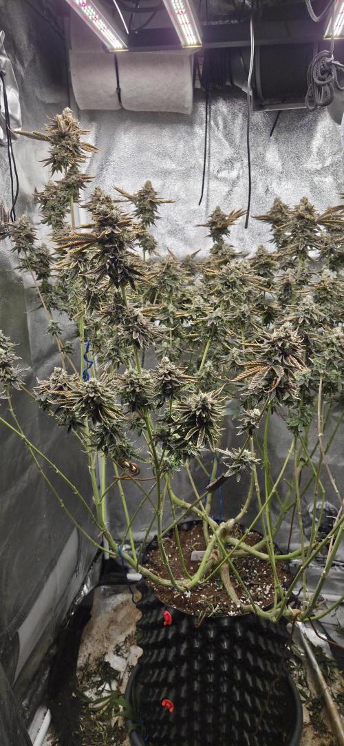 1 Lemon orange VS 1 Purple Lemonade. Week 17