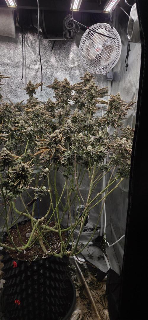 1 Lemon orange VS 1 Purple Lemonade. Week 17