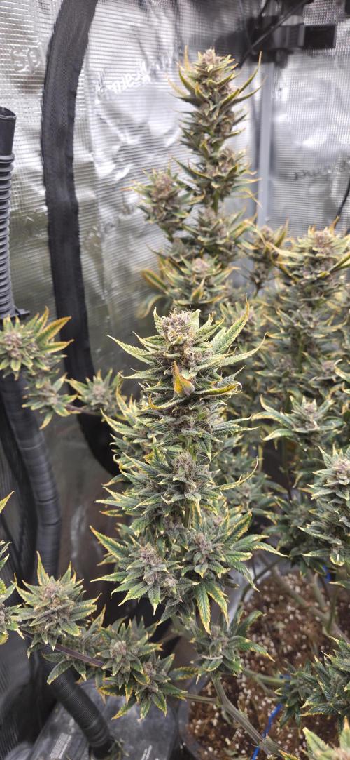 1 Lemon orange VS 1 Purple Lemonade. Week 17