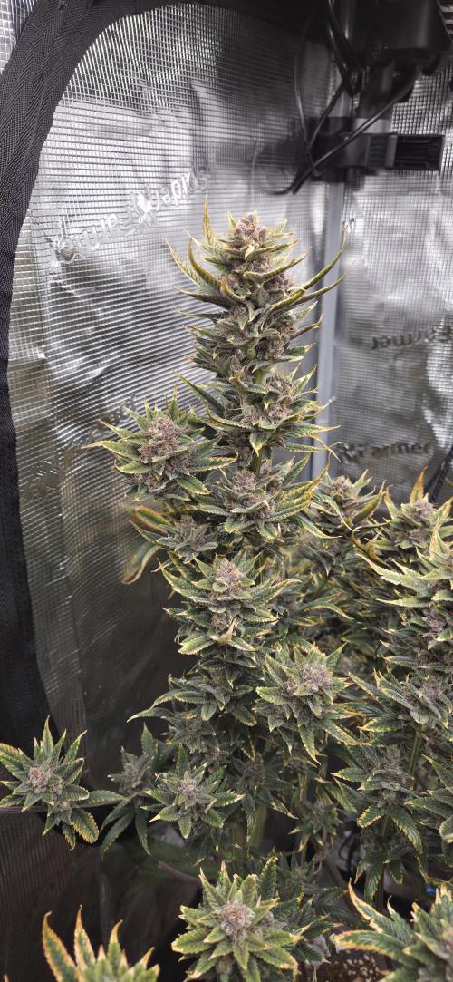 1 Lemon orange VS 1 Purple Lemonade. Week 17