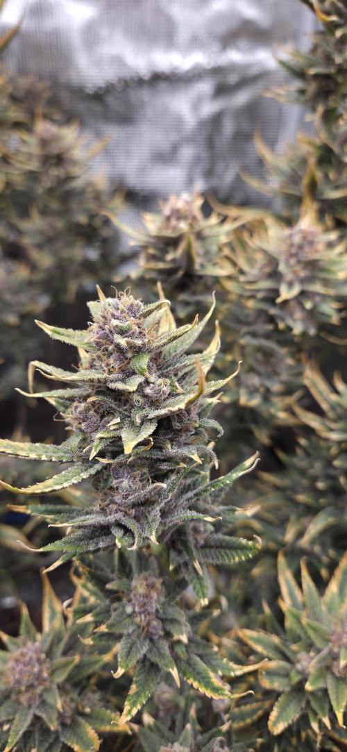 1 Lemon orange VS 1 Purple Lemonade. Week 17