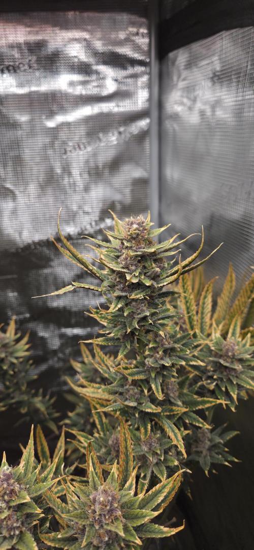 1 Lemon orange VS 1 Purple Lemonade. Week 17