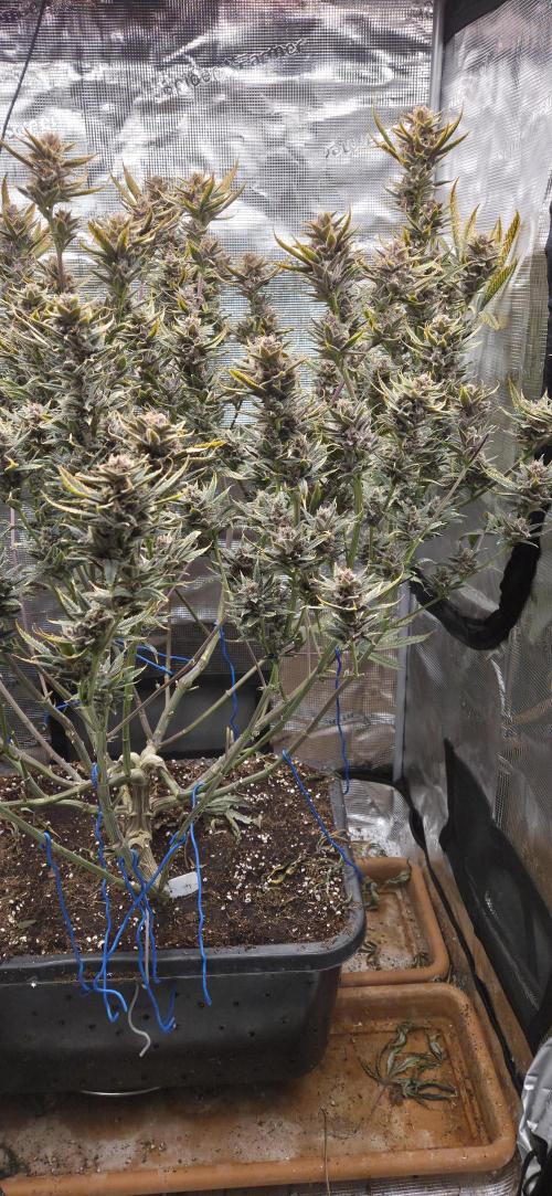 1 Lemon orange VS 1 Purple Lemonade. Week 17