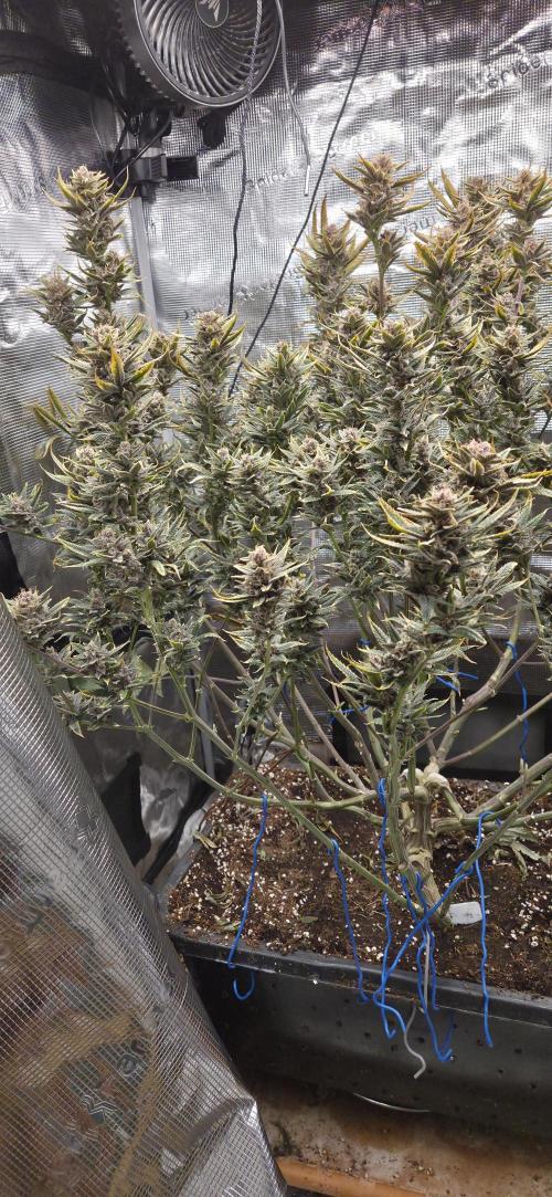 1 Lemon orange VS 1 Purple Lemonade. Week 17