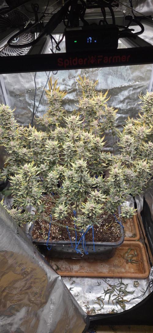 1 Lemon orange VS 1 Purple Lemonade. Week 17