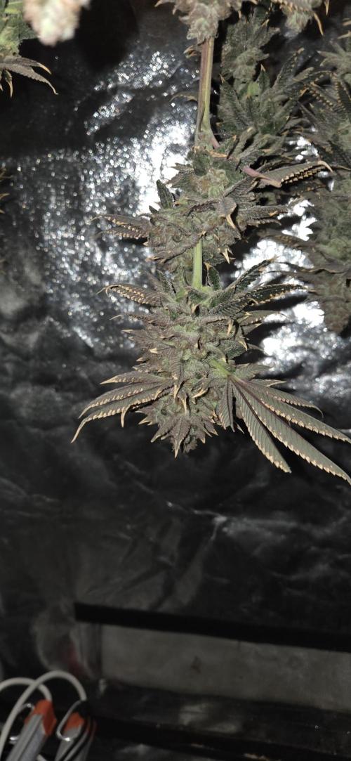 1 Lemon orange VS 1 Purple Lemonade. Week 18