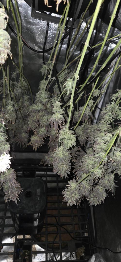 1 Lemon orange VS 1 Purple Lemonade. Week 18