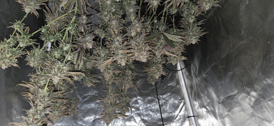 1 Lemon orange VS 1 Purple Lemonade. Week 18