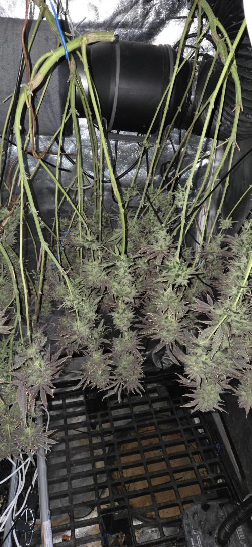 1 Lemon orange VS 1 Purple Lemonade. Week 18