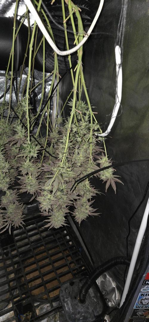 1 Lemon orange VS 1 Purple Lemonade. Week 18