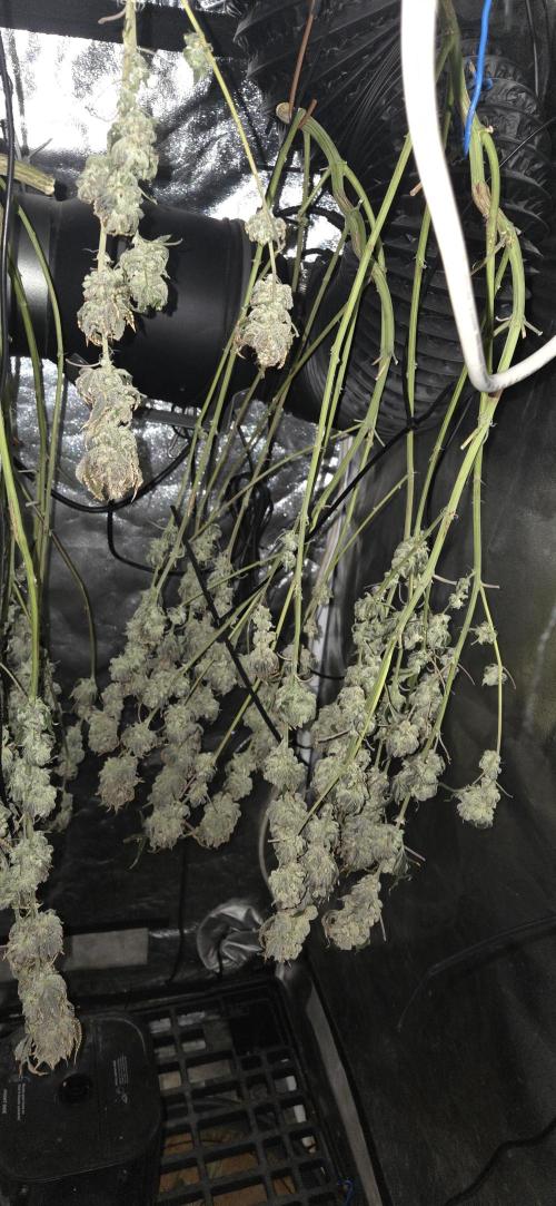 1 Lemon orange VS 1 Purple Lemonade. Week 18