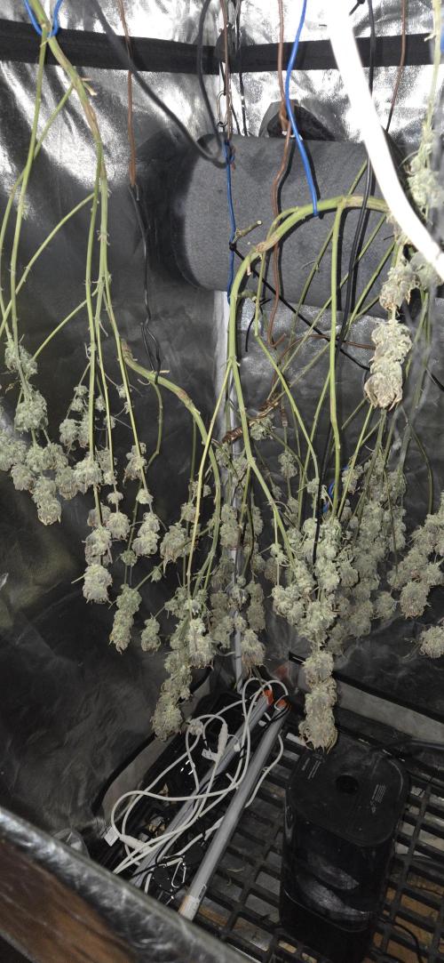 1 Lemon orange VS 1 Purple Lemonade. Week 18