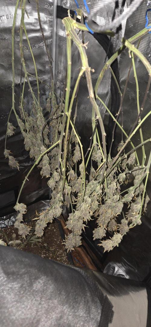 1 Lemon orange VS 1 Purple Lemonade. Week 18