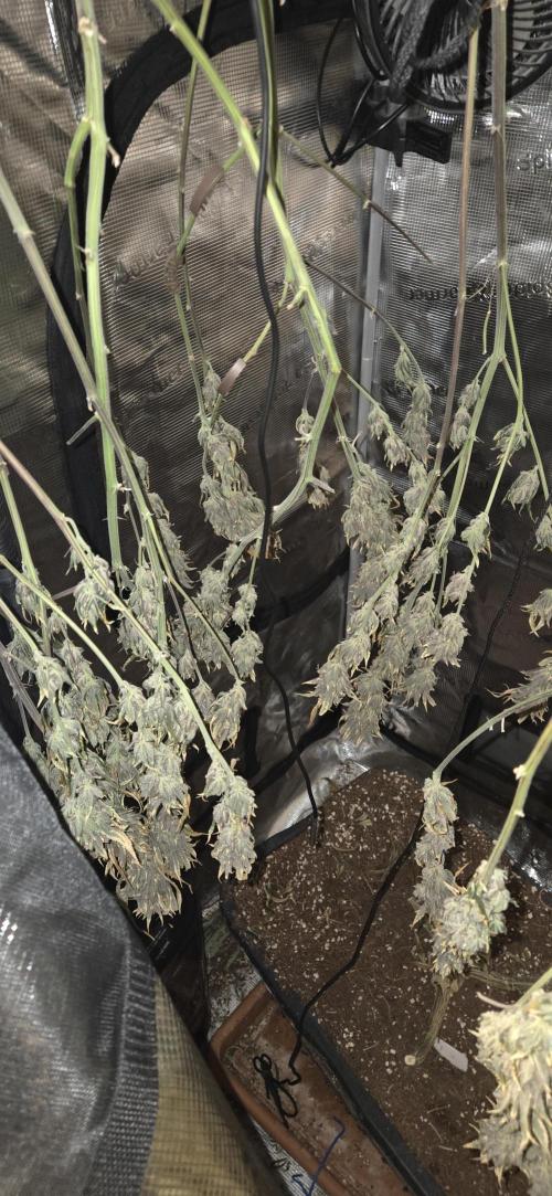 1 Lemon orange VS 1 Purple Lemonade. Week 18