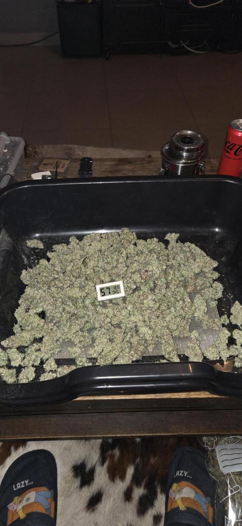 1 Lemon orange VS 1 Purple Lemonade. Week 19