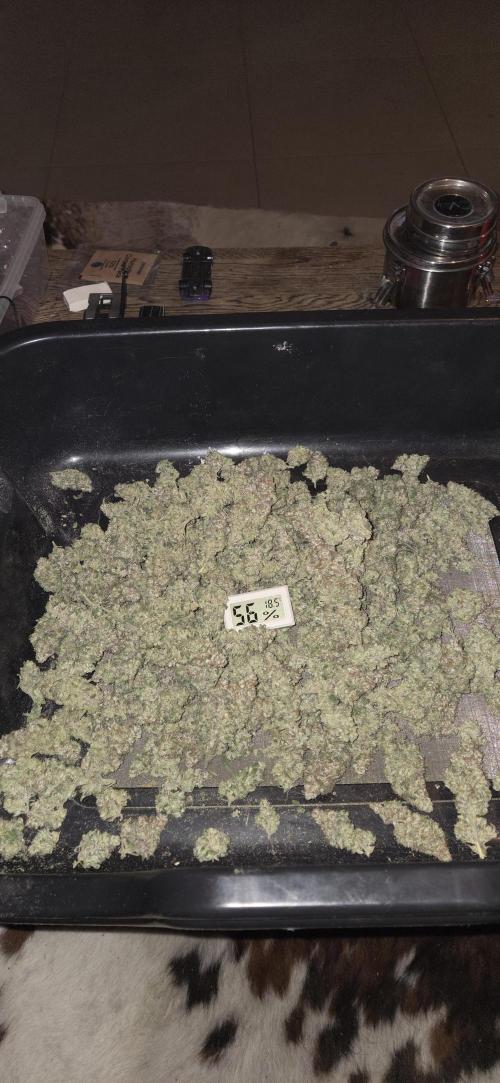 1 Lemon orange VS 1 Purple Lemonade. Week 19