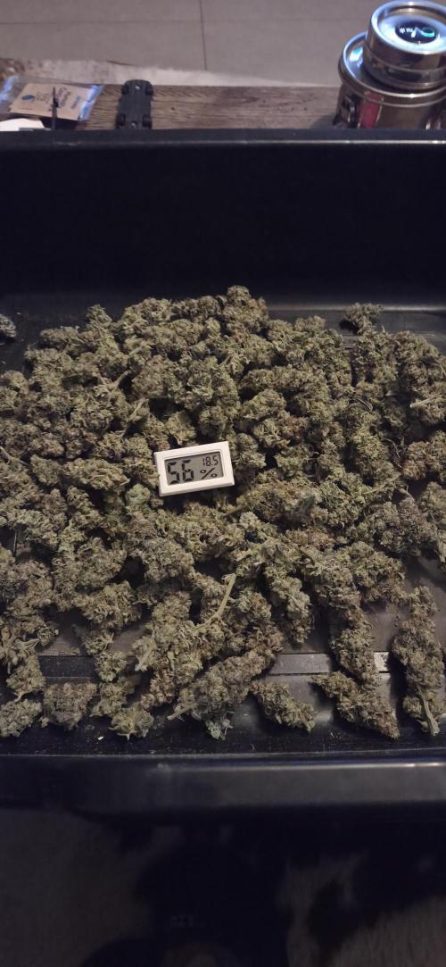 1 Lemon orange VS 1 Purple Lemonade. Week 19