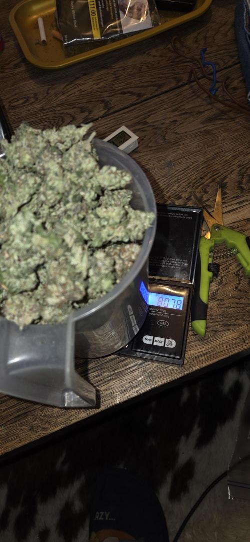 1 Lemon orange VS 1 Purple Lemonade. Week 19