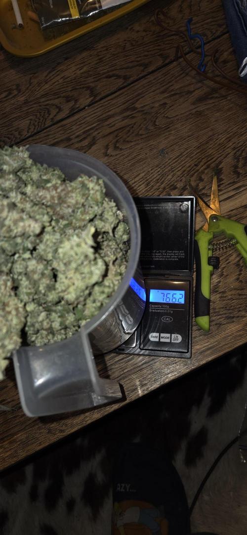 1 Lemon orange VS 1 Purple Lemonade. Week 19