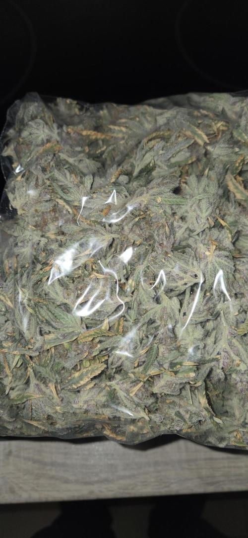 1 Lemon orange VS 1 Purple Lemonade. Week 19