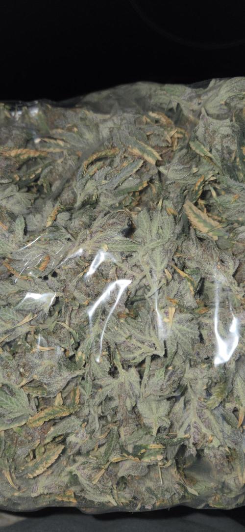 1 Lemon orange VS 1 Purple Lemonade. Week 19