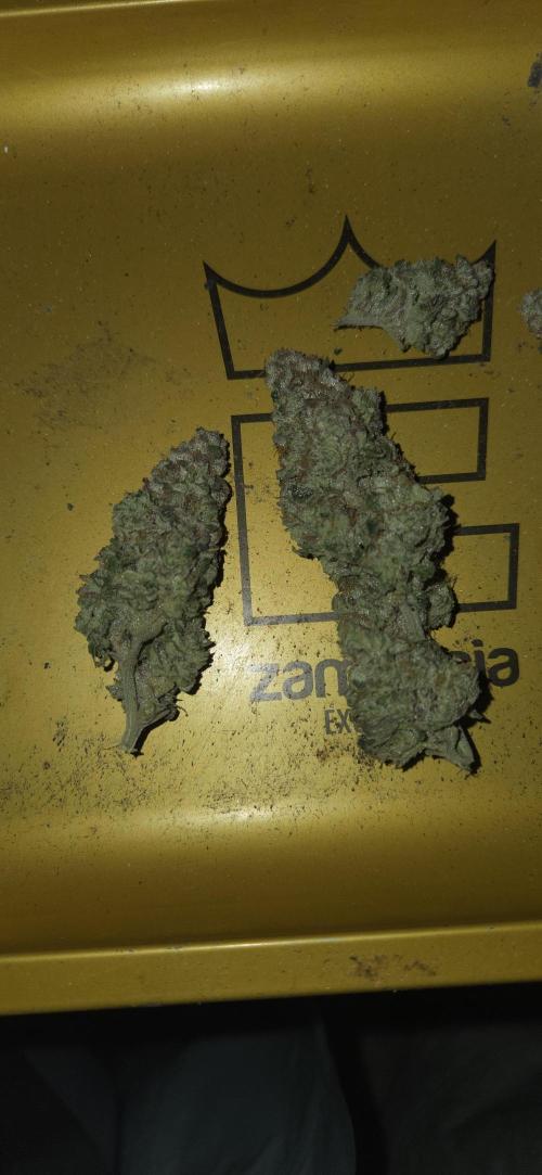 1 Lemon orange VS 1 Purple Lemonade. Week 19