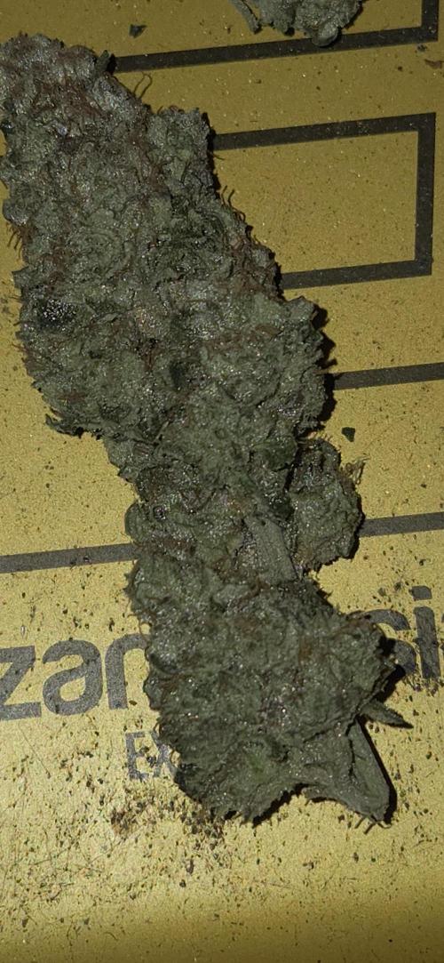 1 Lemon orange VS 1 Purple Lemonade. Week 19