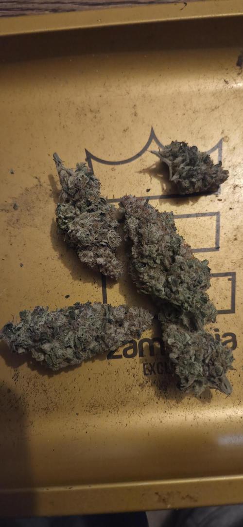 1 Lemon orange VS 1 Purple Lemonade. Week 19