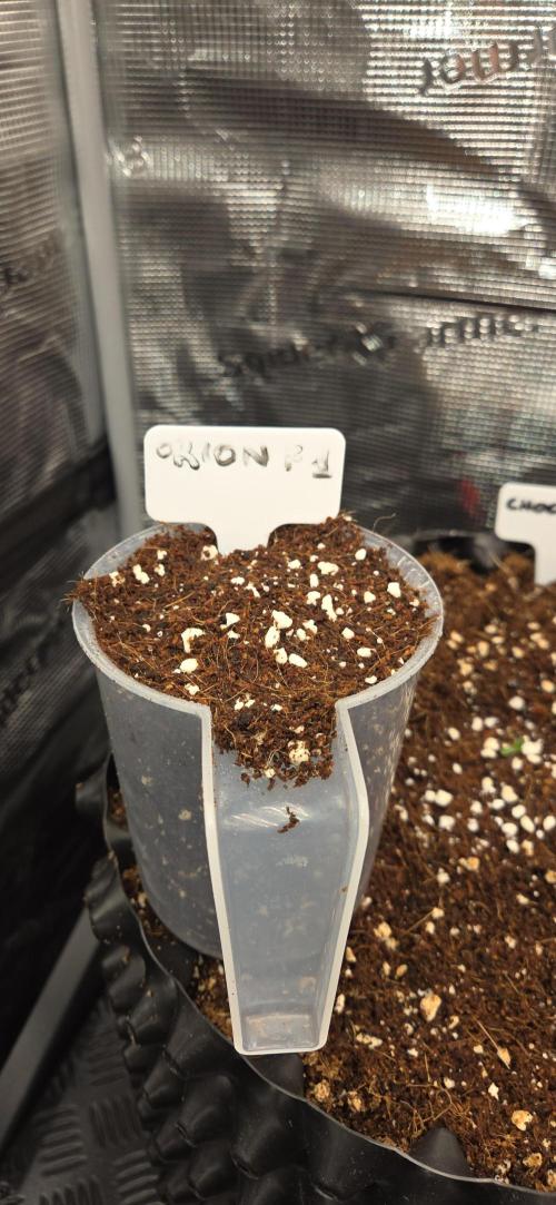 Orion F1 auto. Week 0