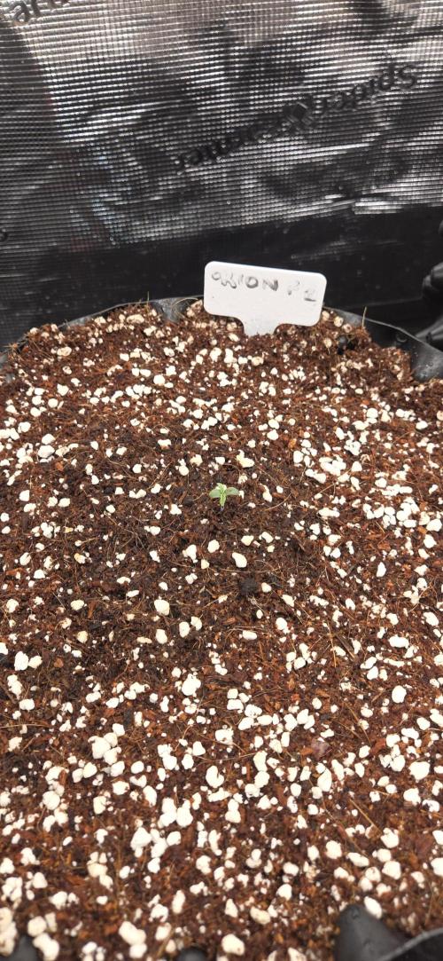 Orion F1 auto. Week 0