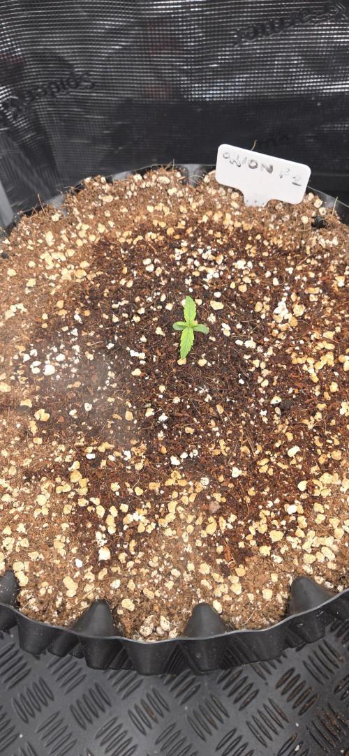 Orion F1 auto. Week 0